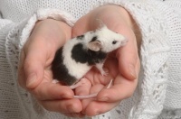 用“魔法”训练花枝鼠，随叫随到，带来别样的趣味体验