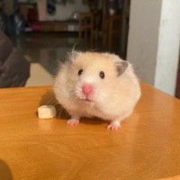 养过仓鼠才明白，这驯服仓鼠而不被咬的13 个方法一定要收藏好！