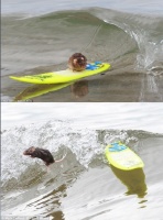 澳大利亚男子将4只宠物鼠训练成冲浪高手