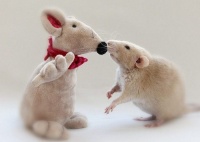 老鼠智商有多高？这两只宠物鼠：会做家务会灌篮、会开拉链拿东西