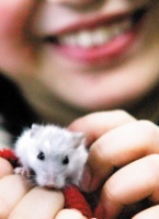 家长好意买宠物鼠 孩子频被咬 很受伤