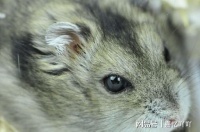 会了这些技巧，训练仓鼠成为亲近的伙伴也不远了