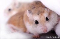 宠物仓鼠带回家饲养后，训练它的5个基本步骤