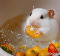 如何照顾你的仓鼠