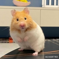 仓鼠饲养十大技巧：从新手到专家的完美攻略！