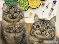 氧宠博士：每个养宠人应该知道的养宠工具