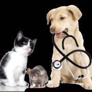 众爱宠物 狗猫耳痒螨