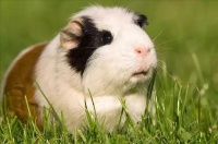 出血热高发季来了，荷兰猪都颤抖了