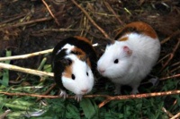 五种萌萌哒的小型宠物：满身都是刺的刺猬也是个小可爱