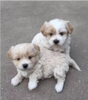 买回一只可爱小土狗,结果三个月后画风突变,主人十分无语!