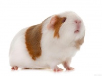 荷兰鼠该怎么喂养