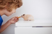 “养仓鼠必看！从饮食到健康，教你正确喂养仓鼠！”