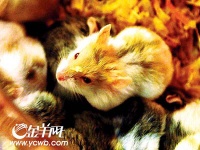 带菌宠物鼠广州照样热卖