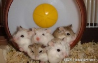 养仓鼠做到这几个“不要”，定会健康成长