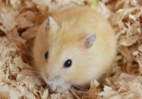 布丁仓鼠品种简介以及布丁仓鼠饲养要点