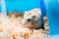 仓鼠跑丢了怎么办？5个小妙招帮你找回毛茸茸的小伙伴