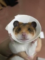 宠物鼠第一次带头套，表情哀怨双爪举高努力推开头套：你快放开我