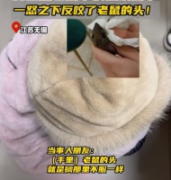 江苏女生抓老鼠反被咬伤，一怒之下反咬鼠头，老鼠现在还不服！