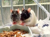 #萌宏乐园#【被宠物鼠咬了怎么办】