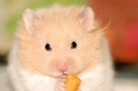 小仓鼠叽叽叽叫个不停，原来有这些原因！