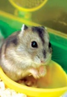 探秘鼠鼠的世界