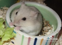 被宠物三线仓鼠咬伤了怎么办？