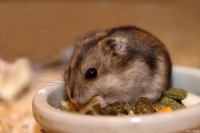 仓鼠好养的十大品种