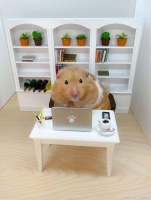 仓鼠的世界：探索五大最适宜养的仓鼠品种