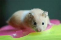 仓鼠都有哪些品种？