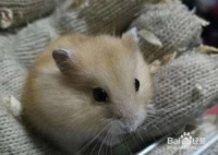 初次养仓鼠适合哪种品种