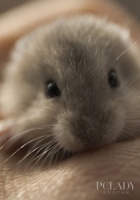 仓鼠选购四大攻略