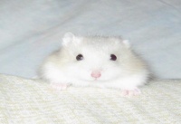 哪种仓鼠最亲人粘人