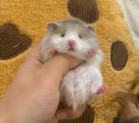 毕业后自主创业?00后的她在金山开了家仓鼠店