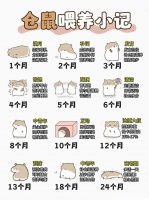 仓鼠喂养指南｜一张图搞定喂养...@慕青游玩上海的动态