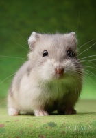 确保小仓鼠健康的四个良方