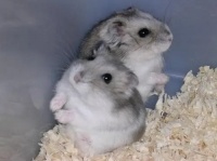 仓鼠怎样饲养？