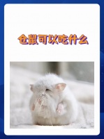 仓鼠可以吃什么