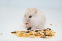 仓鼠世界：萌宠生活与养护全攻略