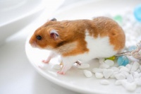 金丝熊仓鼠怎么养