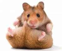 一文带你走进仓鼠世界：仓鼠种类之叙利亚仓鼠