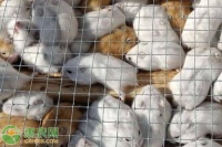 性格温顺脾气好的仓鼠品种介绍