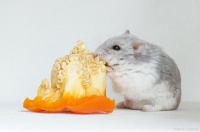 仓鼠的饮食指南：适合宠物仓鼠吃的食物