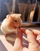 仓鼠主食是什么？如何喂养？