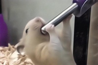 仓鼠的寿命能活多少年？