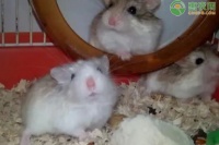 小仓鼠能活多久？