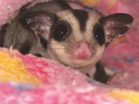 饲养异宠，你真的准备好了吗？,南通网