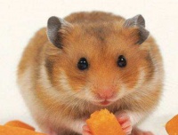 黄金仓鼠：拥有一只萌宠该注意些什么？