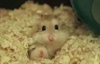 最小、最长命的罗伯罗夫斯基仓鼠，也是难得的合笼仓鼠！