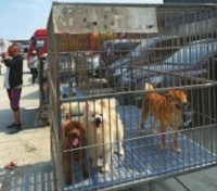 记者探访成都三联花鸟宠物市场 “宠物盲盒”风波后发货市场依然热闹