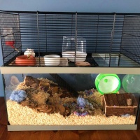 好看的仓鼠笼怎么布置？其实也很简单，全靠这三个技巧